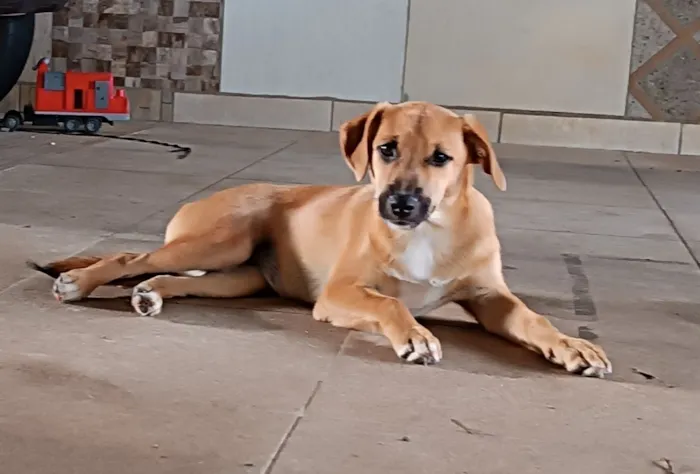 Cachorro raça SRD-ViraLata idade 2 a 6 meses nome Não tem