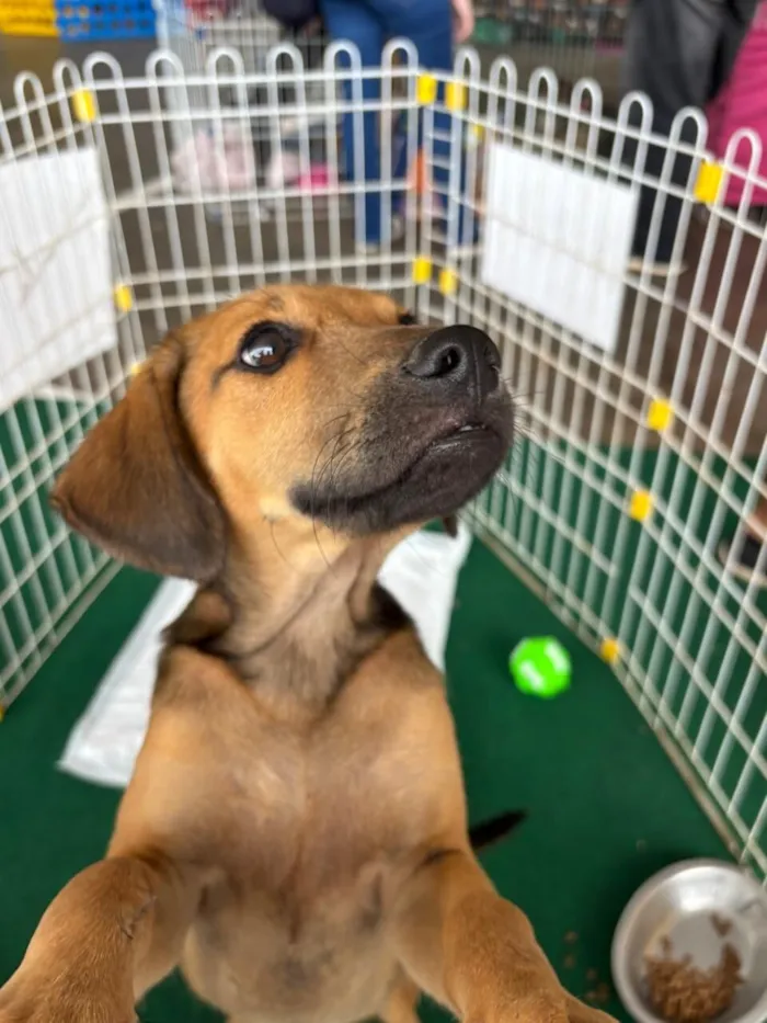 Cachorro raça SRD-ViraLata idade 2 a 6 meses nome Paçoca 