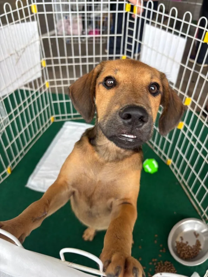 Cachorro raça SRD-ViraLata idade 2 a 6 meses nome Paçoca 