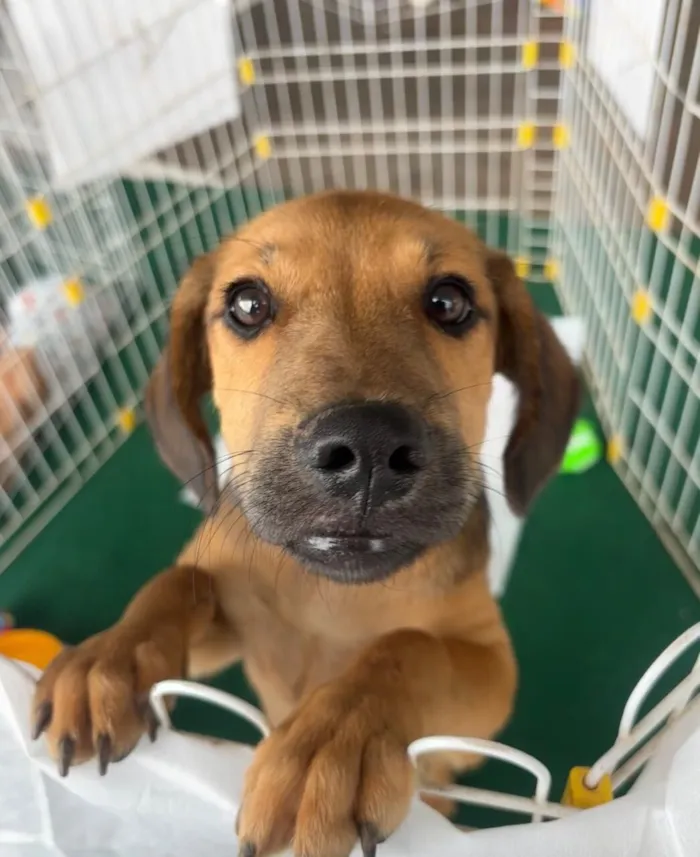 Cachorro raça SRD-ViraLata idade 2 a 6 meses nome Paçoca 