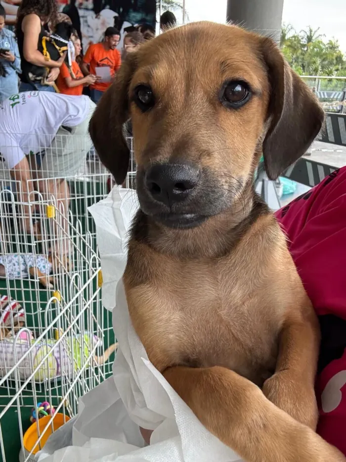 Cachorro raça SRD-ViraLata idade 2 a 6 meses nome Paçoca 