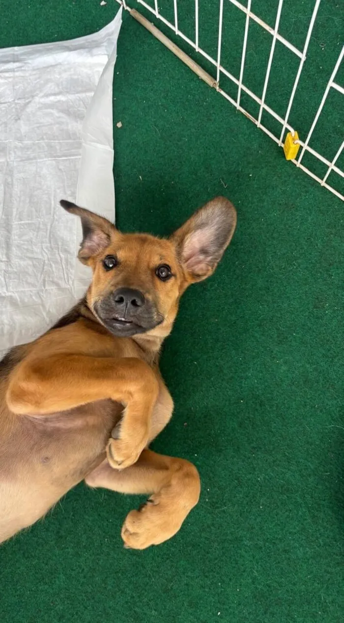 Cachorro raça SRD-ViraLata idade 2 a 6 meses nome Paçoca 