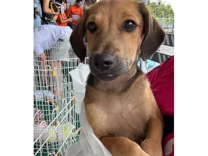 Cachorro raça SRD-ViraLata idade 2 a 6 meses nome Paçoca 