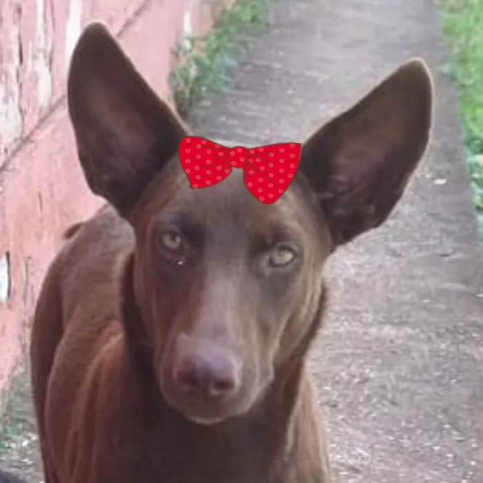 Cachorro raça Pinscher idade 7 a 11 meses nome Cacau 