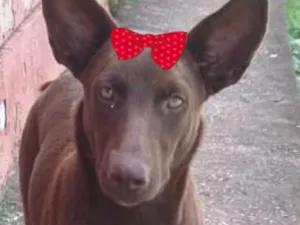 Cachorro raça Pinscher idade 7 a 11 meses nome Cacau 
