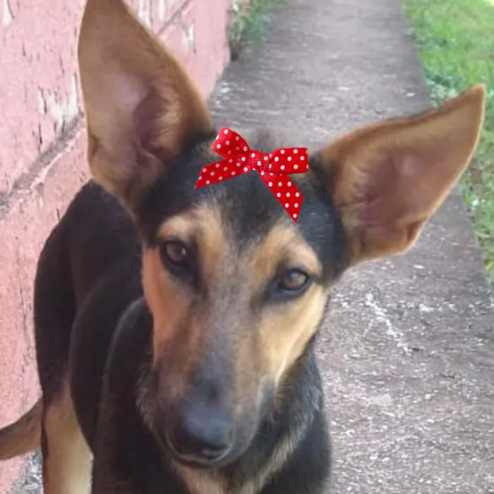 Cachorro raça Pinscher idade 7 a 11 meses nome Ísis 