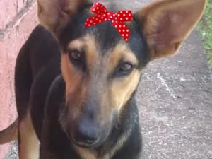 Cachorro raça Pinscher idade 7 a 11 meses nome Ísis 