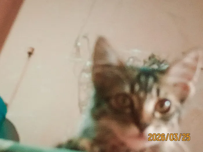 Gato raça SRD-ViraLata idade 2 a 6 meses nome Benguela e  Britney 