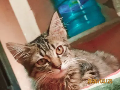 Gato raça SRD-ViraLata idade 2 a 6 meses nome Benguela e  Britney 