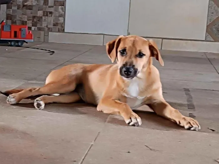 Cachorro raça SRD-ViraLata idade 2 a 6 meses nome Não tem