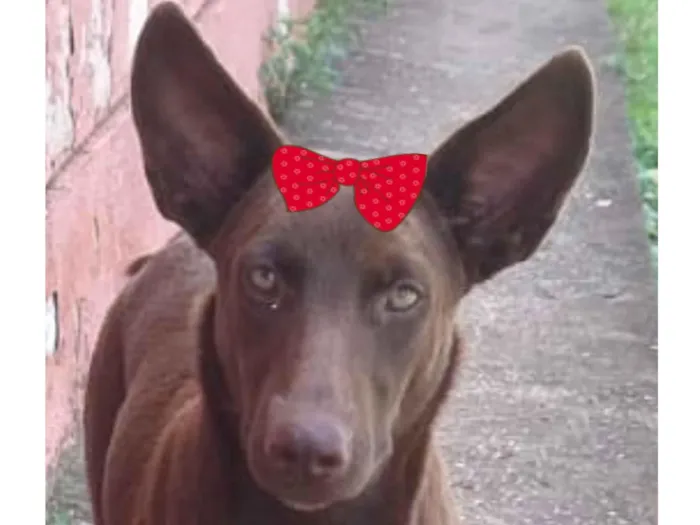 Cachorro raça Pinscher idade 7 a 11 meses nome Cacau 