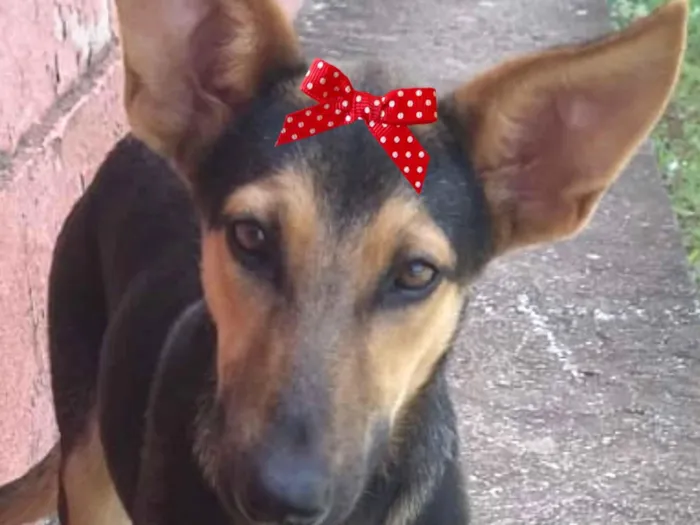 Cachorro raça Pinscher idade 7 a 11 meses nome Ísis 
