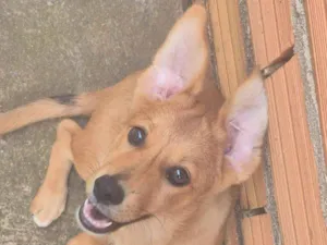 Cachorro raça SRD-ViraLata idade 2 a 6 meses nome Radya