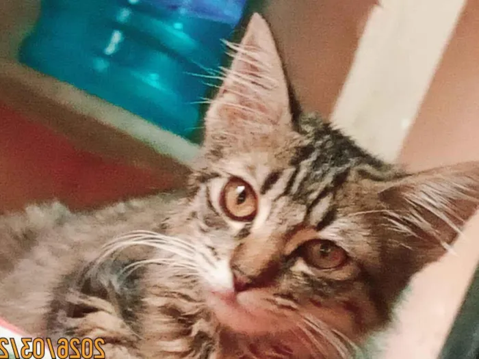 Gato raça SRD-ViraLata idade 2 a 6 meses nome Benguela e  Britney 