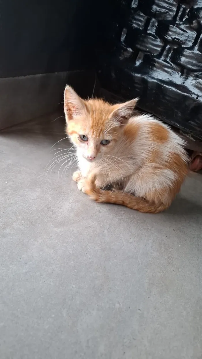 Gato raça SRD-ViraLata idade Abaixo de 2 meses nome não tem nome