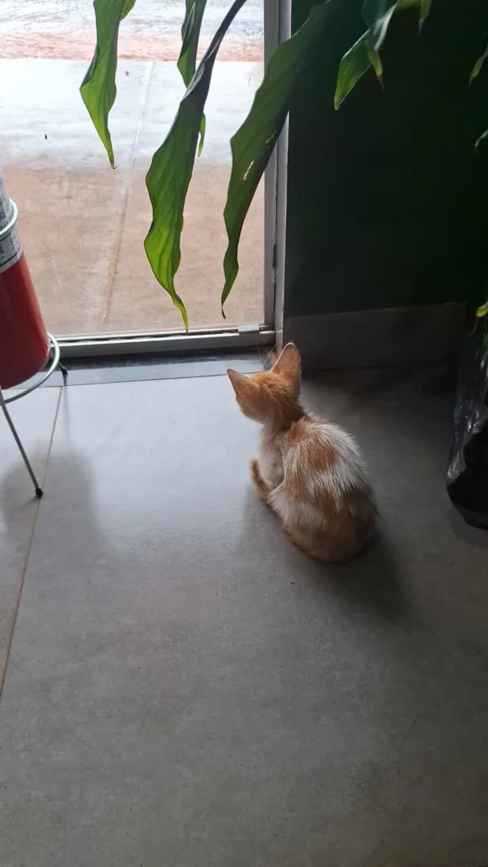 Gato raça SRD-ViraLata idade Abaixo de 2 meses nome sem nome