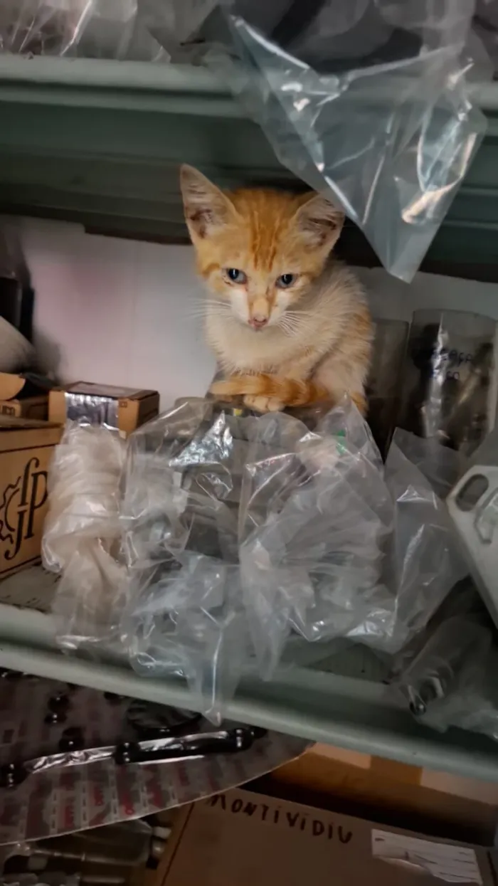 Gato raça SRD-ViraLata idade Abaixo de 2 meses nome sem nome