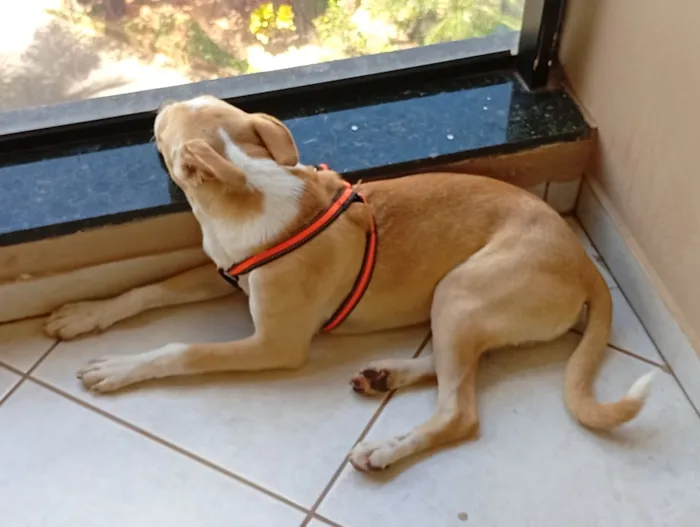 Cachorro raça SRD-ViraLata idade 2 a 6 meses nome .