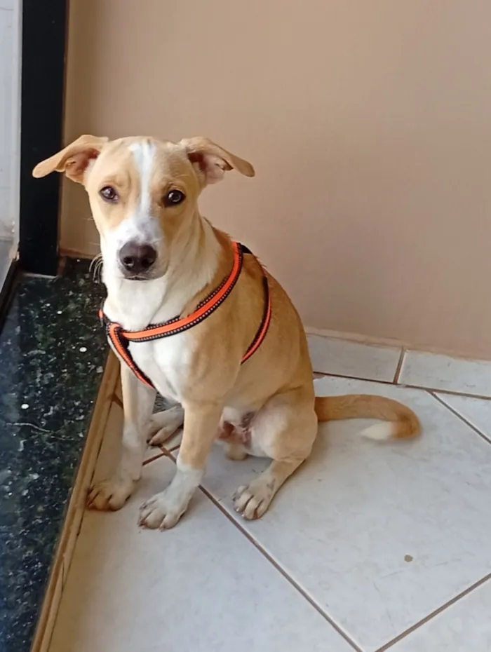 Cachorro raça SRD-ViraLata idade 2 a 6 meses nome .
