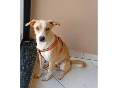 Cachorro raça SRD-ViraLata idade 2 a 6 meses nome .