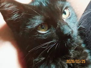 Gato raça SRD-ViraLata idade 2 a 6 meses nome Banquela