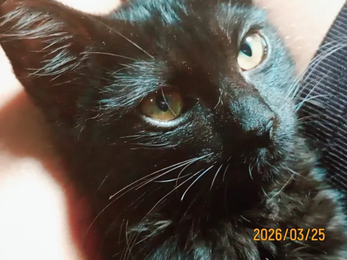 Gato raça SRD-ViraLata idade 2 a 6 meses nome Banquela