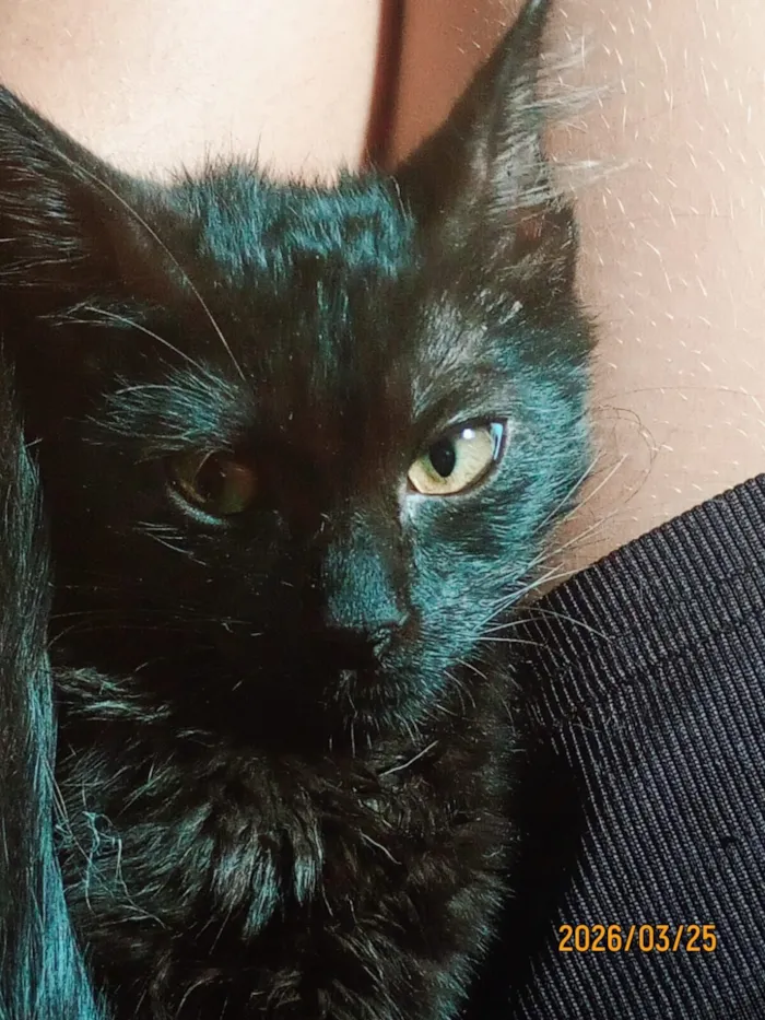 Gato raça SRD-ViraLata idade 2 a 6 meses nome Banquela