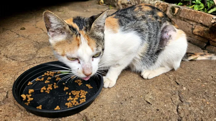 Gato raça SRD-ViraLata idade 2 anos nome Gata