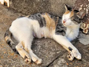 Gato raça SRD-ViraLata idade 2 anos nome Gata