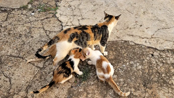 Gato raça SRD-ViraLata idade 2 anos nome Gata