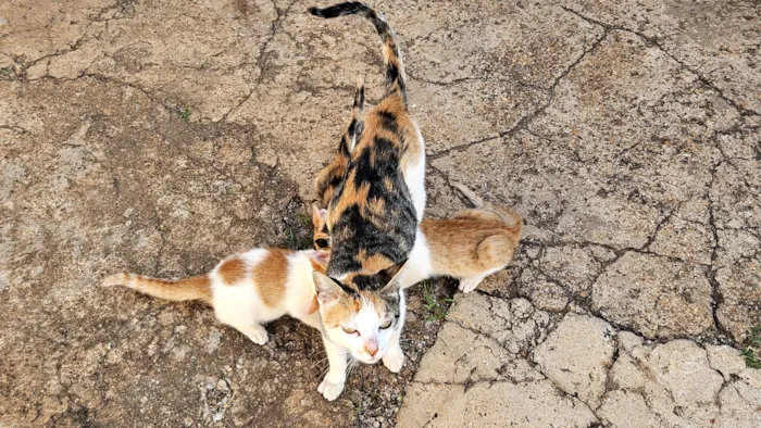 Gato raça SRD-ViraLata idade 2 anos nome Gata