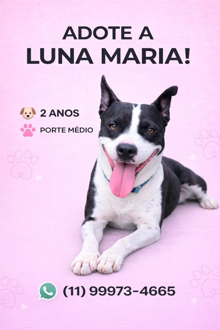 Cachorro raça Pit-Bull idade 2 anos nome Luna Maria
