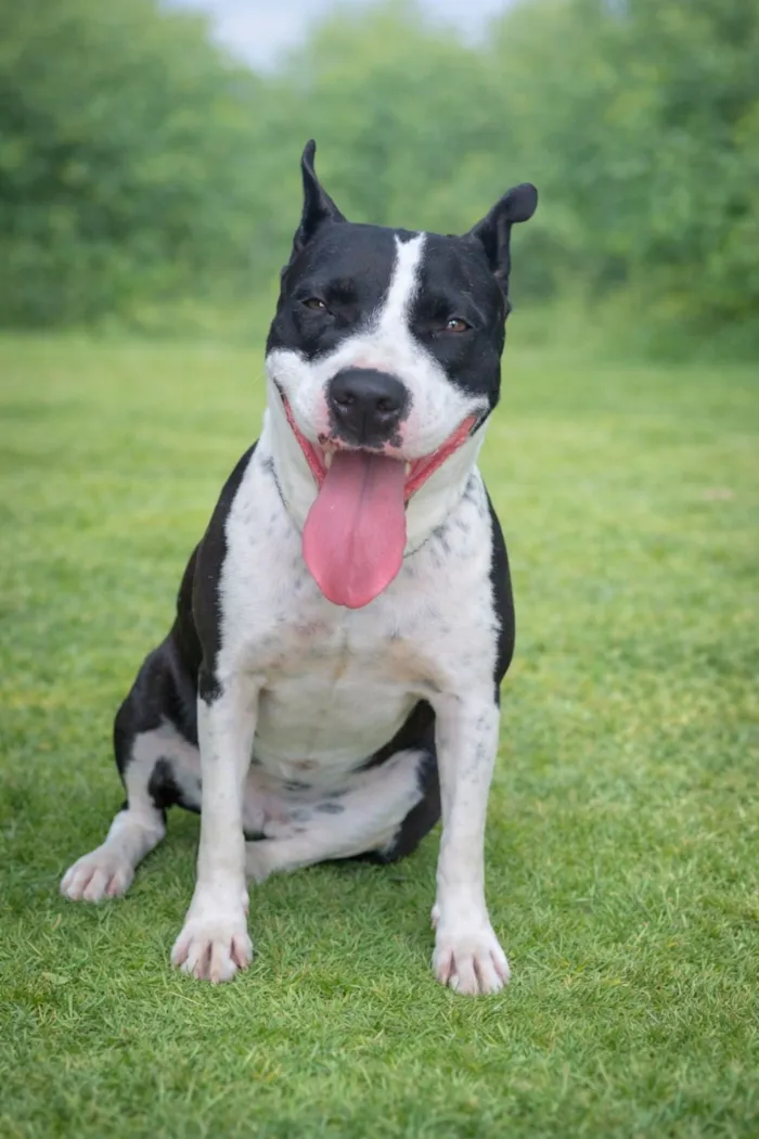 Cachorro raça Pit-Bull idade 2 anos nome Luna Maria