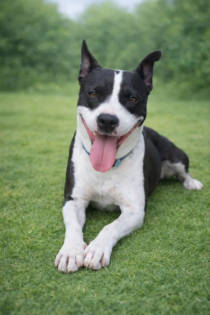 Cachorro raça Pit-Bull idade 2 anos nome Luna Maria