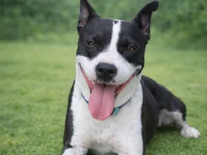 Cachorro raça Pit-Bull idade 2 anos nome Luna Maria