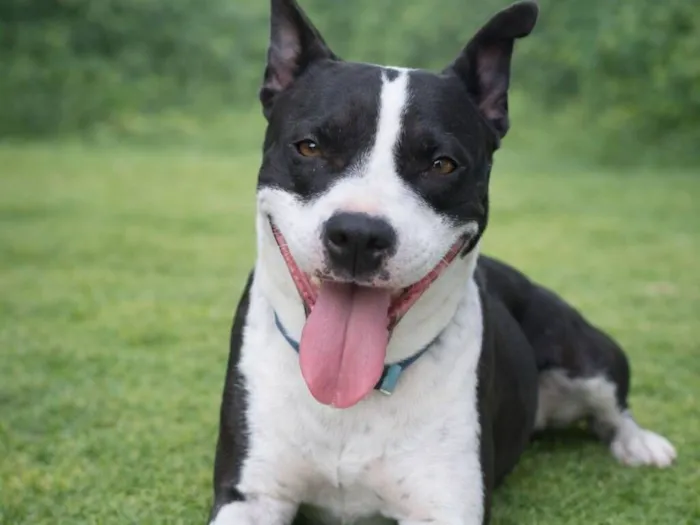 Cachorro raça Pit-Bull idade 2 anos nome Luna Maria