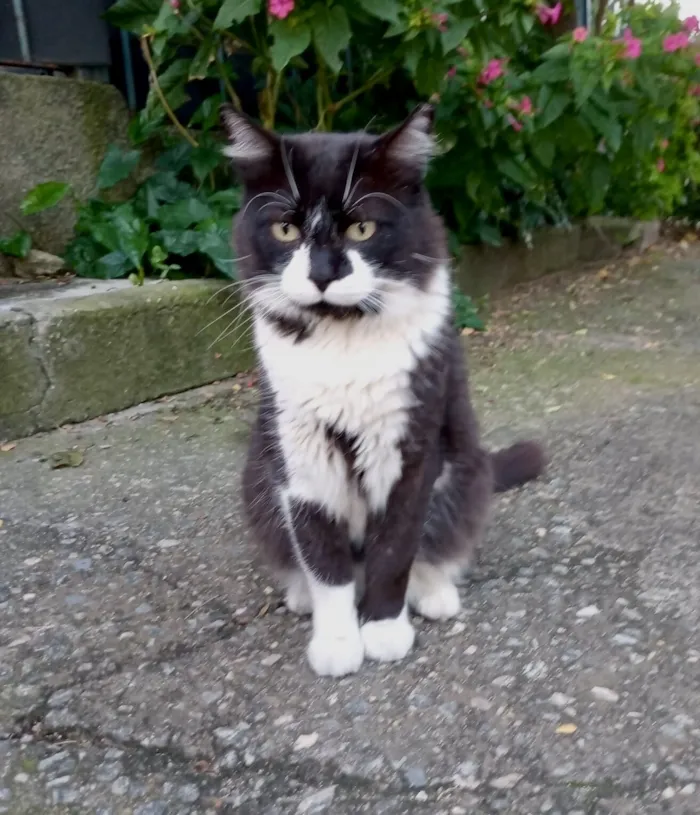 Gato raça SRD-ViraLata idade 7 a 11 meses nome Nori bb11meses pelo longo lindo 