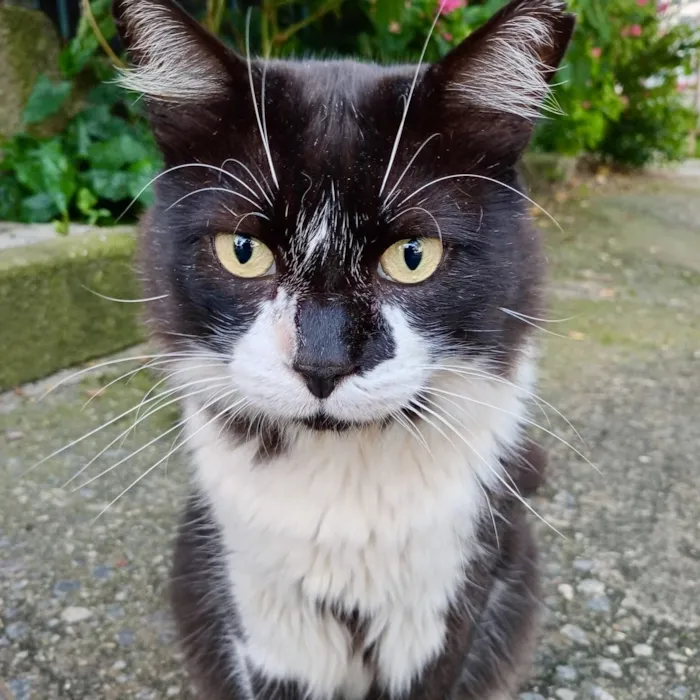 Gato raça SRD-ViraLata idade 7 a 11 meses nome Nori bb11meses pelo longo lindo 