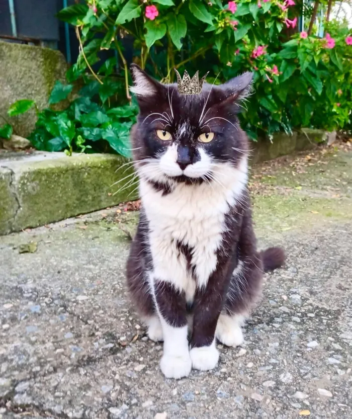 Gato raça SRD-ViraLata idade 7 a 11 meses nome Nori bb11meses pelo longo lindo 
