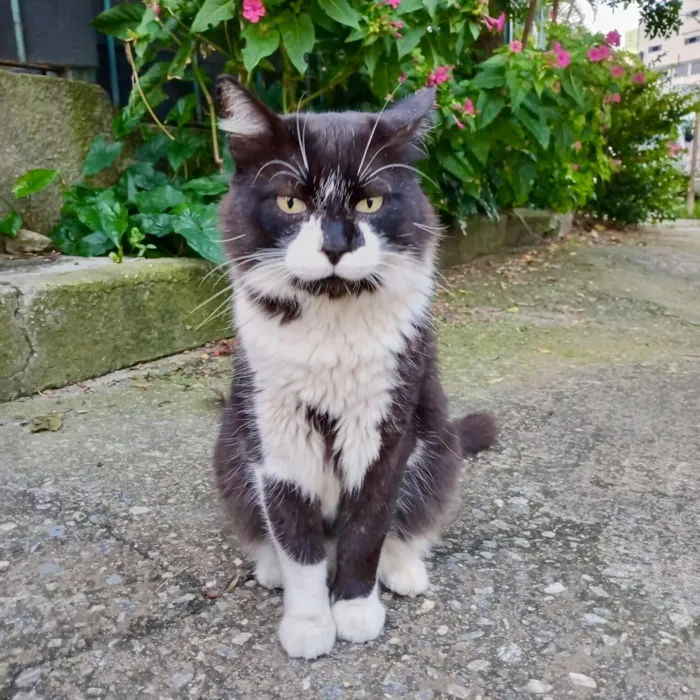 Gato raça SRD-ViraLata idade 7 a 11 meses nome Nori bb11meses pelo longo lindo 