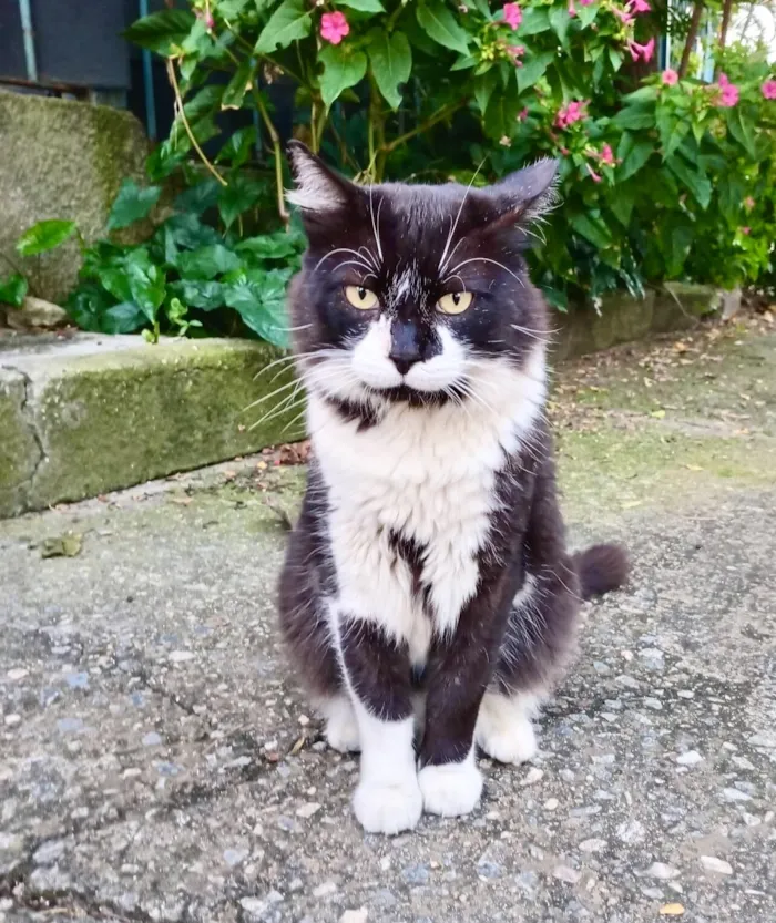 Gato raça SRD-ViraLata idade 7 a 11 meses nome Nori bb11meses pelo longo lindo 