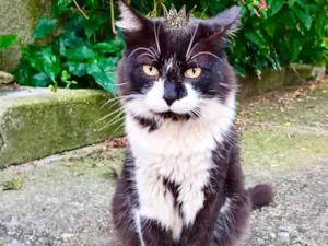 Gato raça SRD-ViraLata idade 7 a 11 meses nome Nori bb11meses pelo longo lindo 