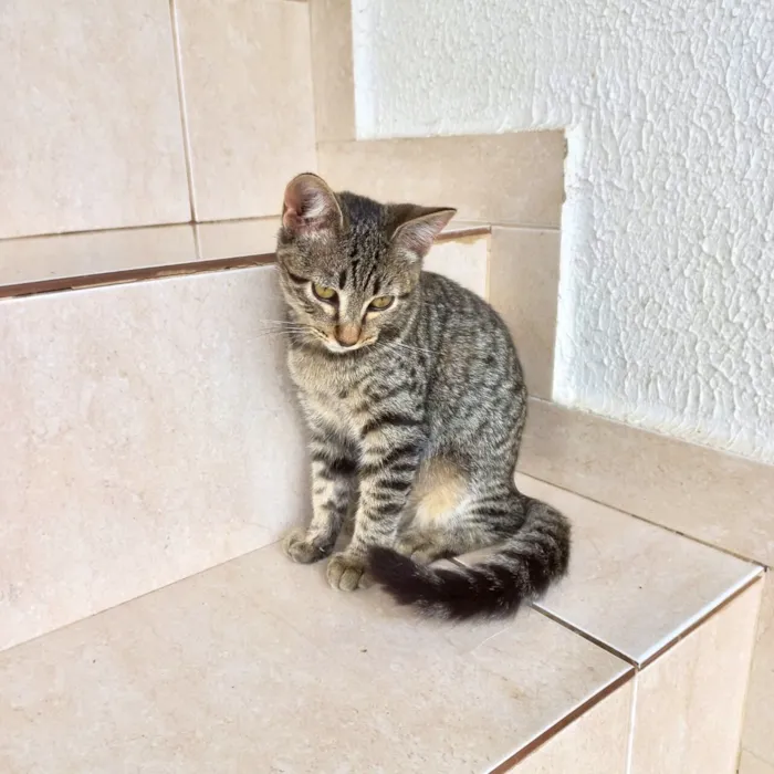 Gato raça SRD-ViraLata idade 2 a 6 meses nome Pinky bb3meses Linda 