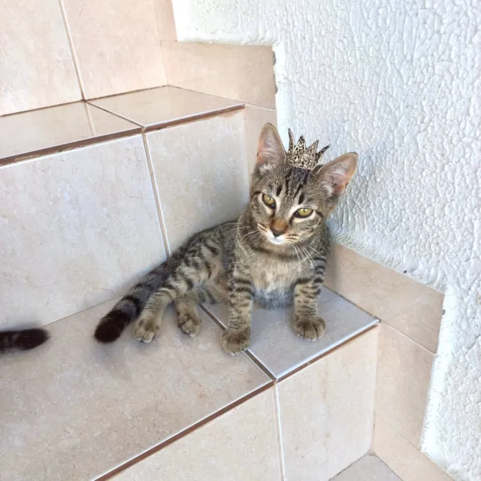 Gato raça SRD-ViraLata idade 2 a 6 meses nome Pinky bb3meses Linda 