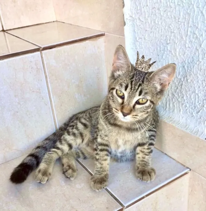 Gato raça SRD-ViraLata idade 2 a 6 meses nome Pinky bb3meses Linda 