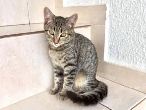 Gato raça SRD-ViraLata idade 2 a 6 meses nome Pinky bb3meses Linda 
