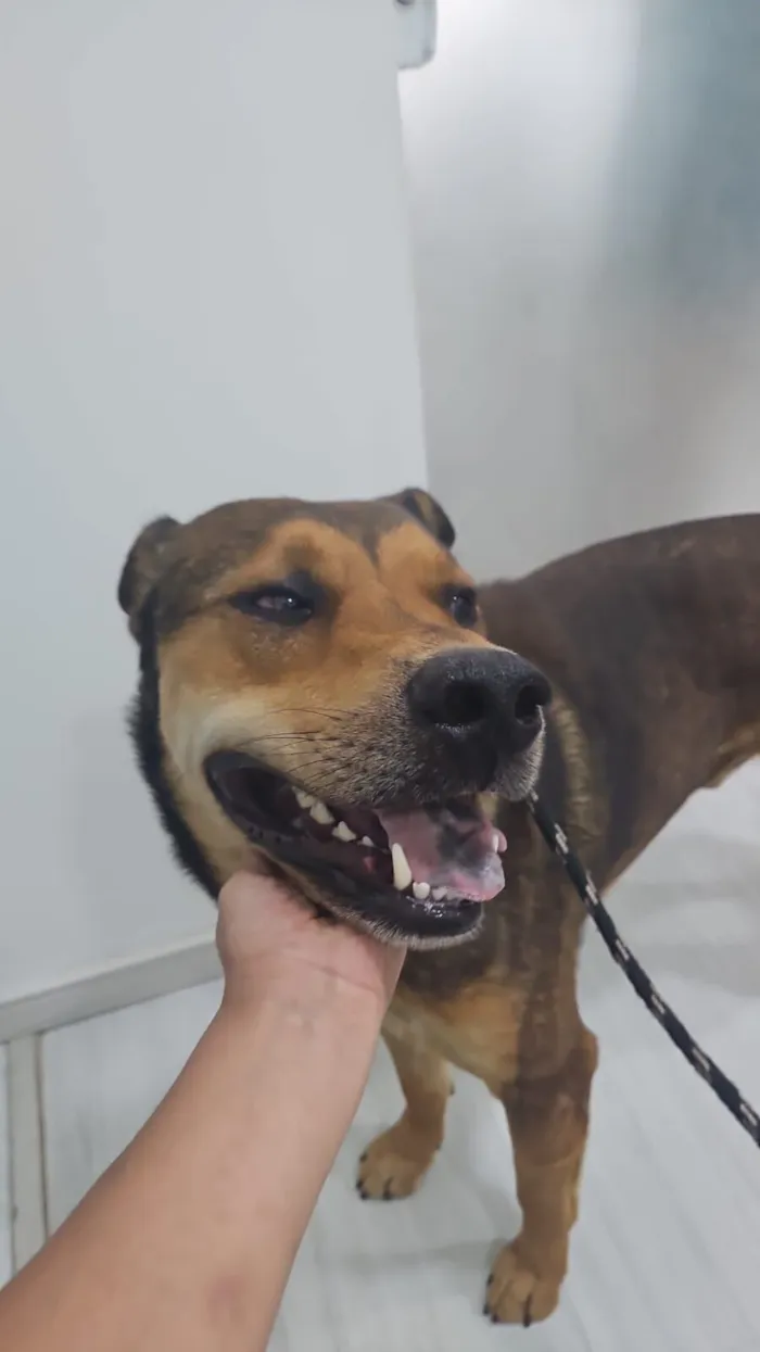 Cachorro raça SRD-ViraLata idade 2 anos nome Gigante 