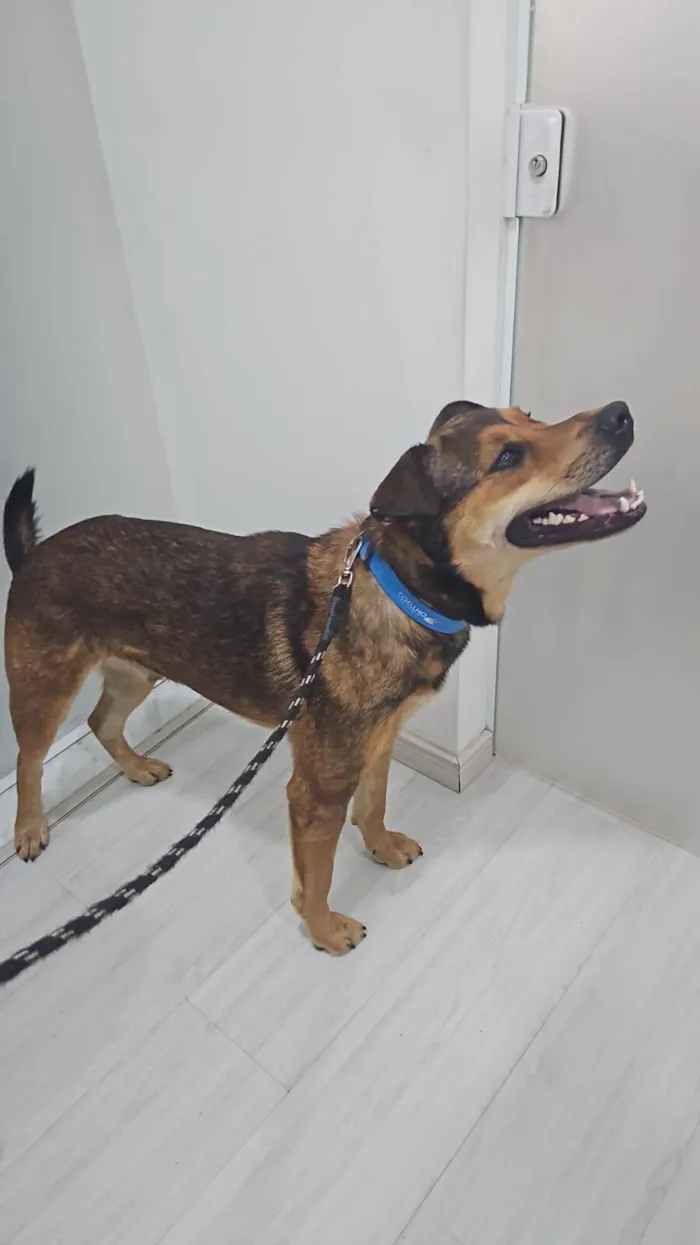 Cachorro raça SRD-ViraLata idade 2 anos nome Gigante 