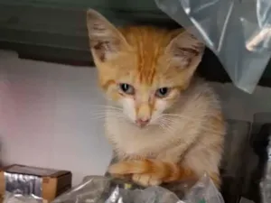 Gato raça SRD-ViraLata idade Abaixo de 2 meses nome não tem nome