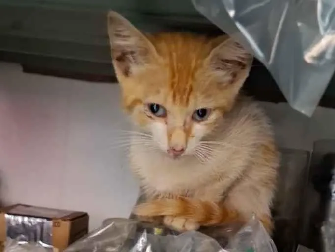 Gato raça SRD-ViraLata idade Abaixo de 2 meses nome não tem nome